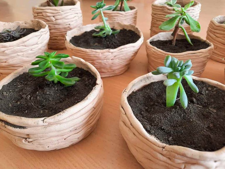 Trabajos plantas colegio Pablo Montesino