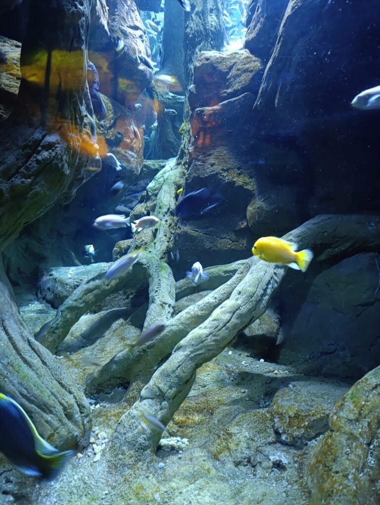 Excursión acuario alumnos Sevilla